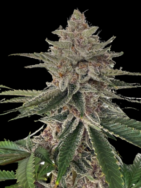 Divine Gelato x Bubba